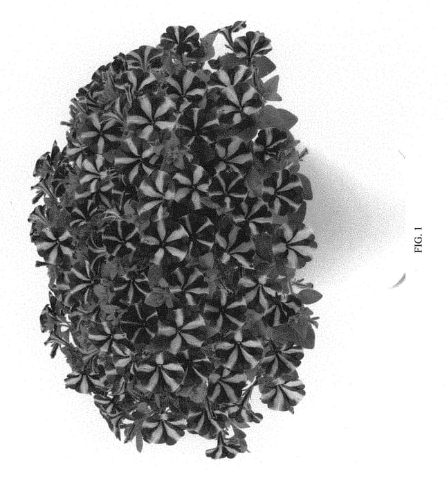 Figure 1 of US plant patent PP29913, the photograph of DAMORFIEST printed in the patent.