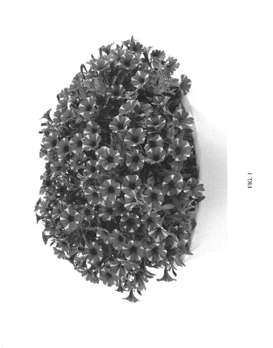 Figure 1 of US plant patent PP29914, the photograph of DLITBIBLIS printed in the patent.