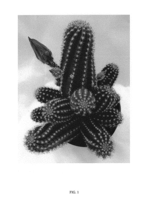 Figure 1 of US plant patent PP29915, the photograph of Ruby Starlight printed in the patent.