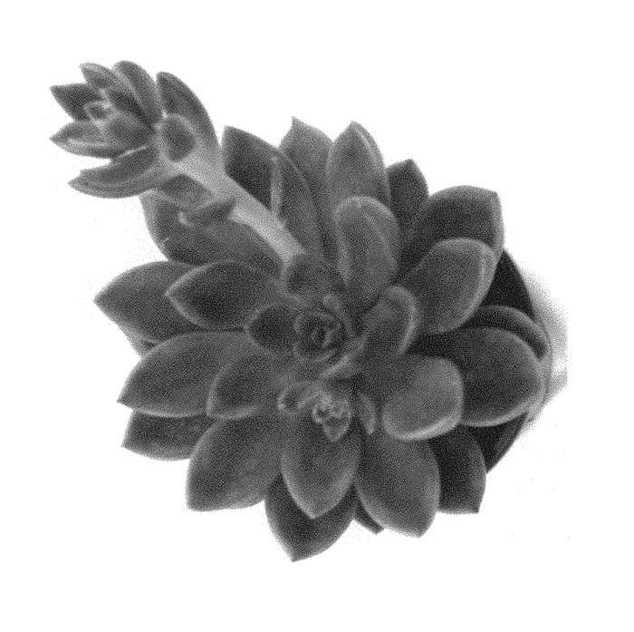 Figure 1 of US plant patent PP29916, the photograph of PETRA'S BEAUTY printed in the patent.