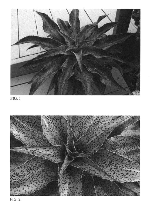 Figure 1 of US plant patent PP29917, the photograph of Spotty Dotty printed in the patent.