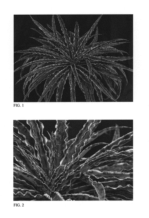 Figure 1 of US plant patent PP29918, the photograph of Cherry Chocolate Chip printed in the patent.