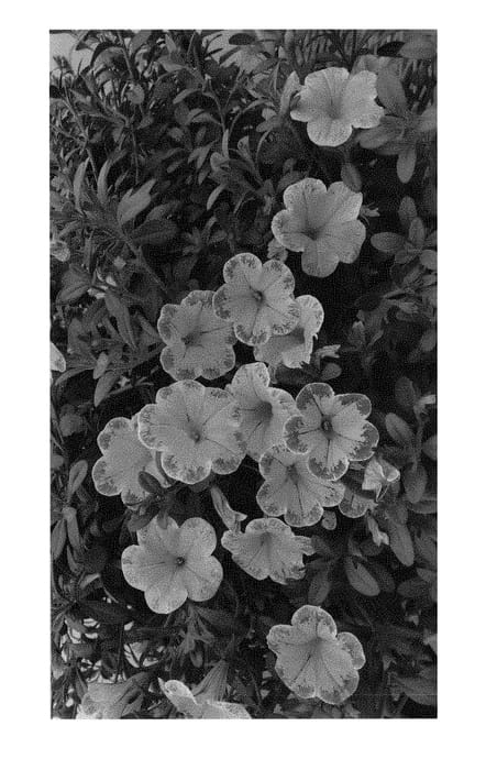 Figure 1 of US plant patent PP29919, the photograph of JGCAL7901 printed in the patent.
