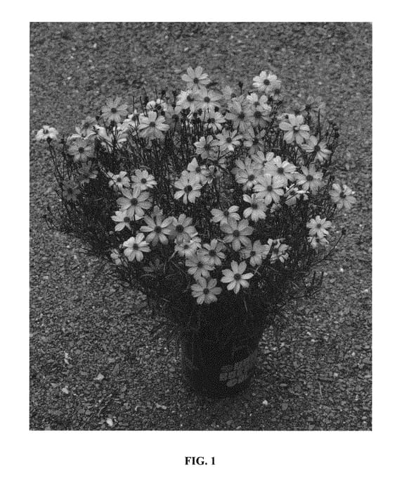 Figure 1 of US plant patent PP29920, the photograph of Shades of Rosé printed in the patent.