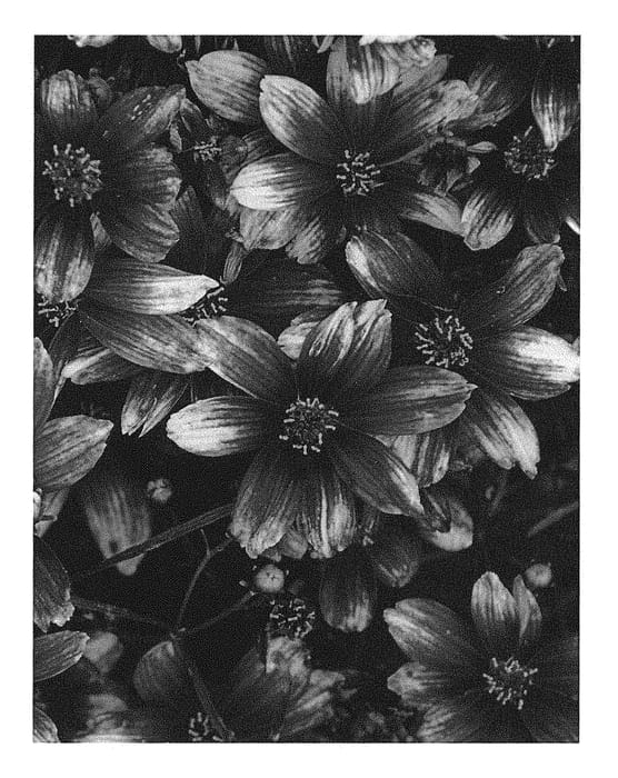 Figure 1 of US plant patent PP29921, the photograph of Zesty Zinger printed in the patent.