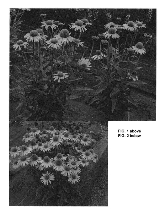 Figure 1 of US plant patent PP29922, the photograph of TNECHKY printed in the patent.