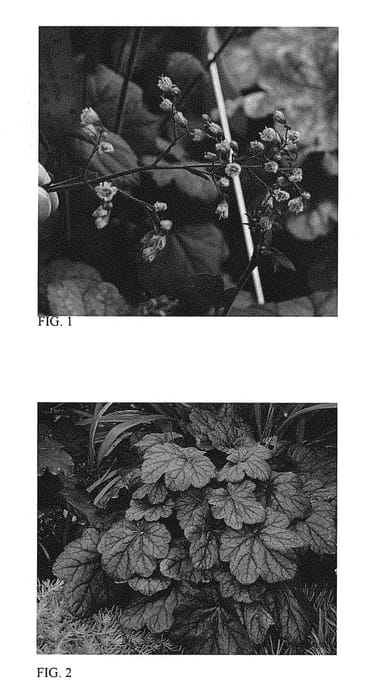 Figure 1 of US plant patent PP29923, the photograph of Wild Rose printed in the patent.