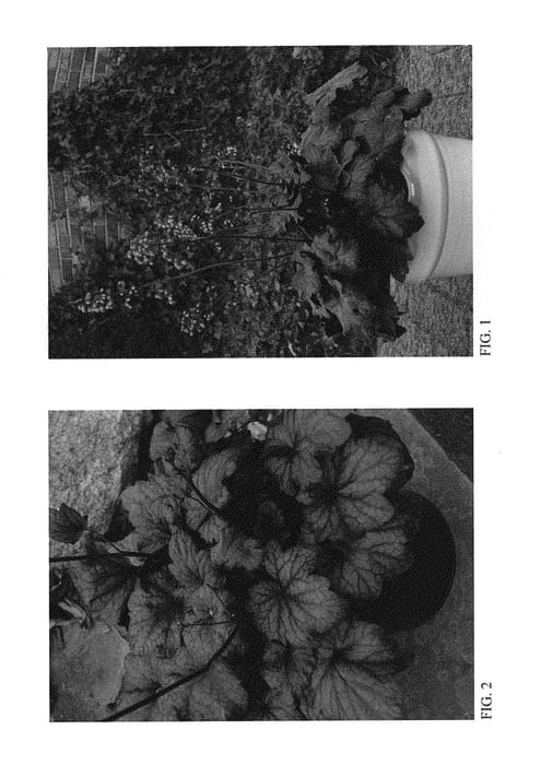 Figure 1 of US plant patent PP29924, the photograph of Electric Plum printed in the patent.