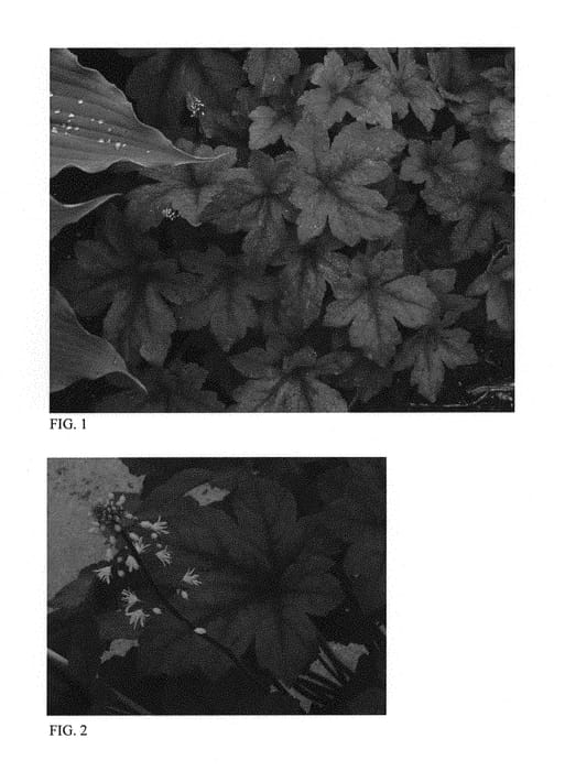 Figure 1 of US plant patent PP29925, the photograph of Pumpkin Spice printed in the patent.