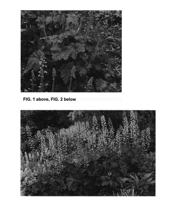 Figure 1 of US plant patent PP29926, the photograph of Onyx printed in the patent.