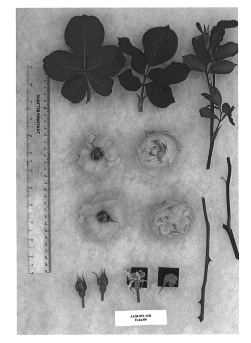 Figure 1 of US plant patent PP29927, the photograph of AUSowlish printed in the patent.