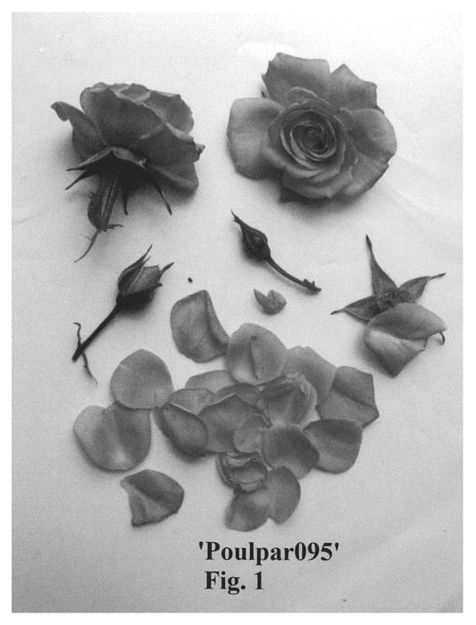 Figure 1 of US plant patent PP29928, the photograph of Poulpar095 printed in the patent.