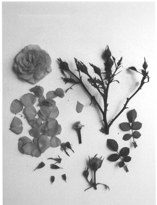Figure 1 of US plant patent PP29929, the photograph of Poulty021 printed in the patent.