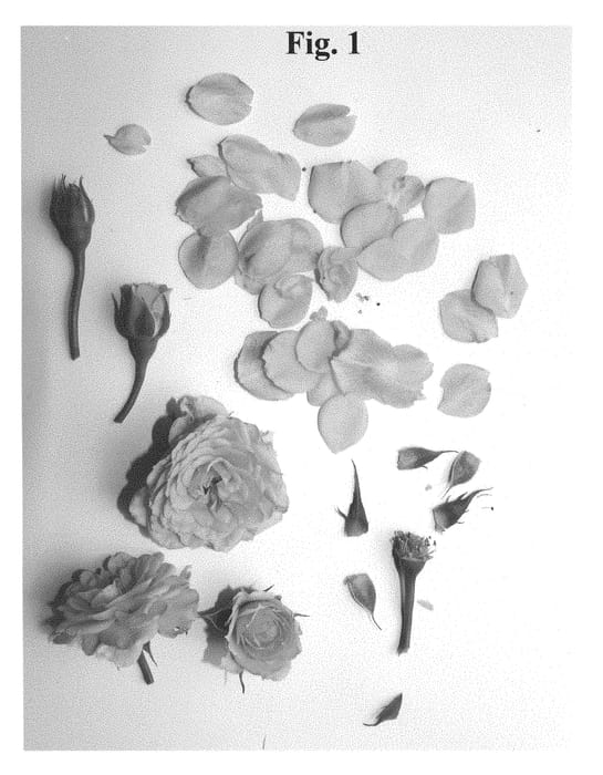 Figure 1 of US plant patent PP29930, the photograph of Poulty022 printed in the patent.