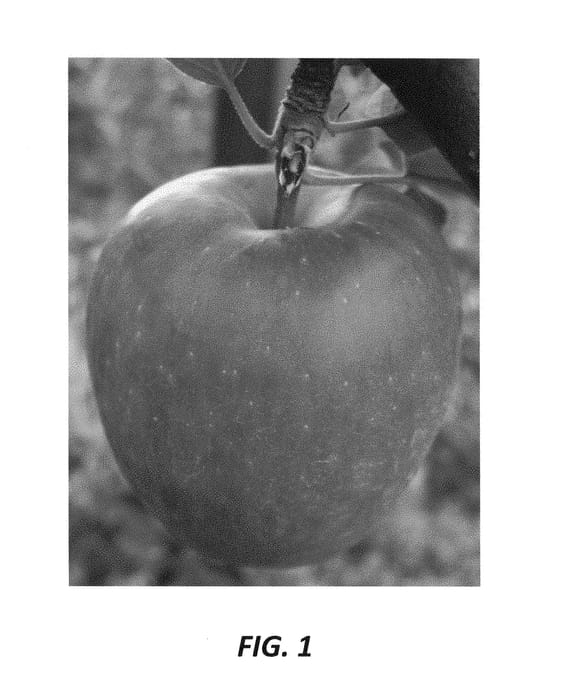 Figure 1 of US plant patent PP29931, the photograph of Luiza printed in the patent.
