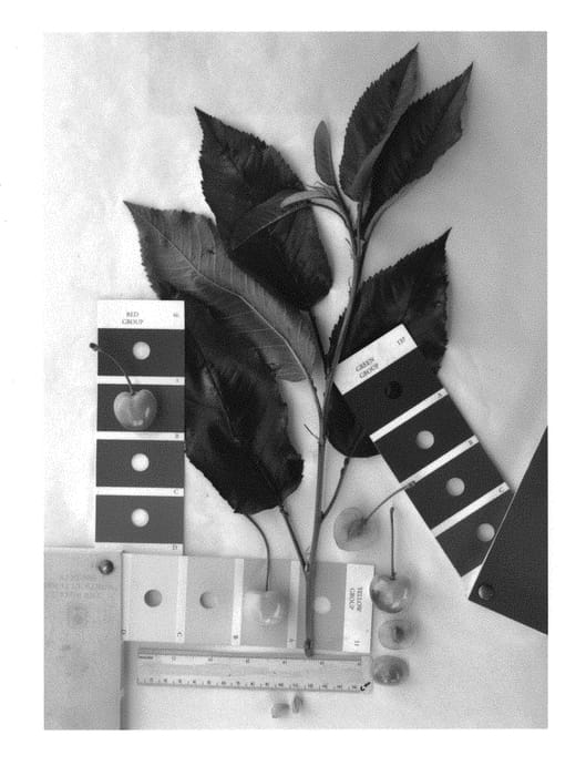Figure 1 of US plant patent PP29932, the photograph of IFG Cher-six printed in the patent.