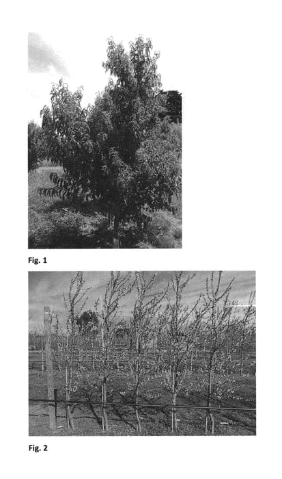 Figure 1 of US plant patent PP29933, the photograph of CAKESTAR printed in the patent.