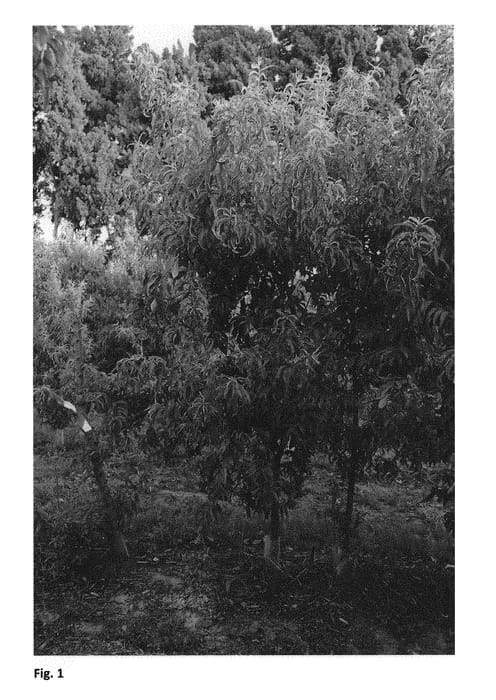 Figure 1 of US plant patent PP29934, the photograph of CAKELAM printed in the patent.