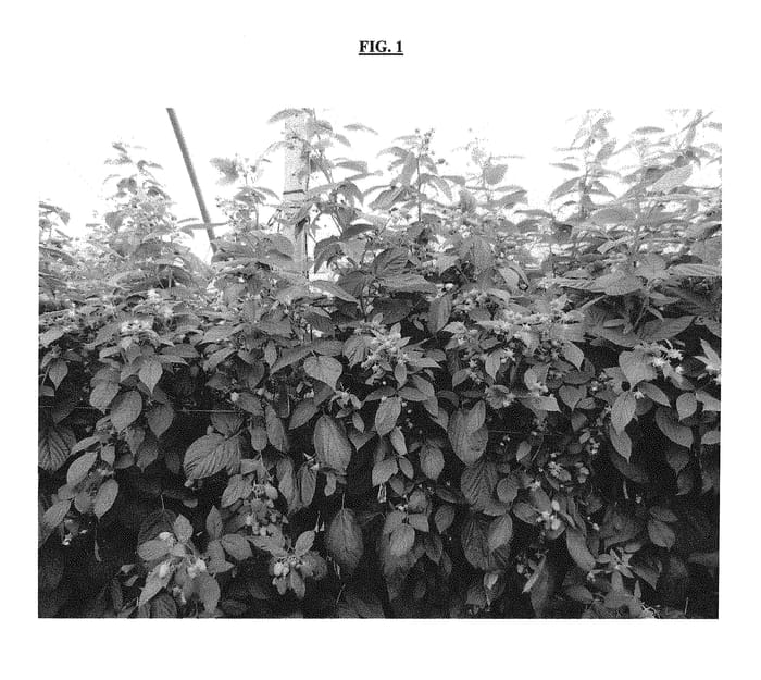 Figure 1 of US plant patent PP29935, the photograph of PS-06.024-27 printed in the patent.