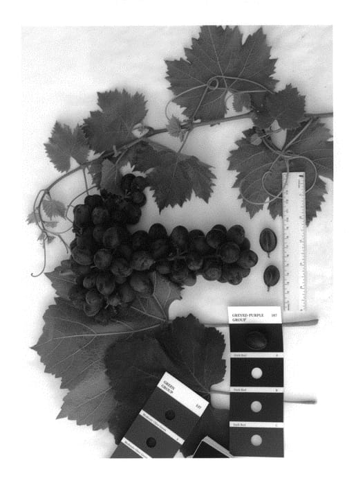 Figure 1 of US plant patent PP29936, the photograph of IFG Thirty-one printed in the patent.
