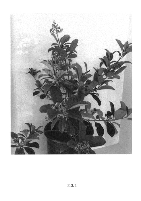 Figure 1 of US plant patent PP29937, the photograph of COMPACT01 printed in the patent.