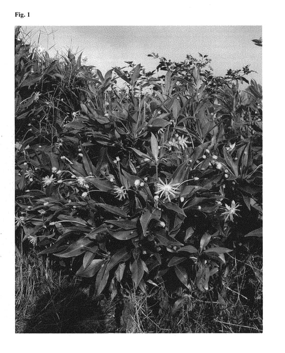 Figure 1 of US plant patent PP29938, the photograph of NCIH2 printed in the patent.