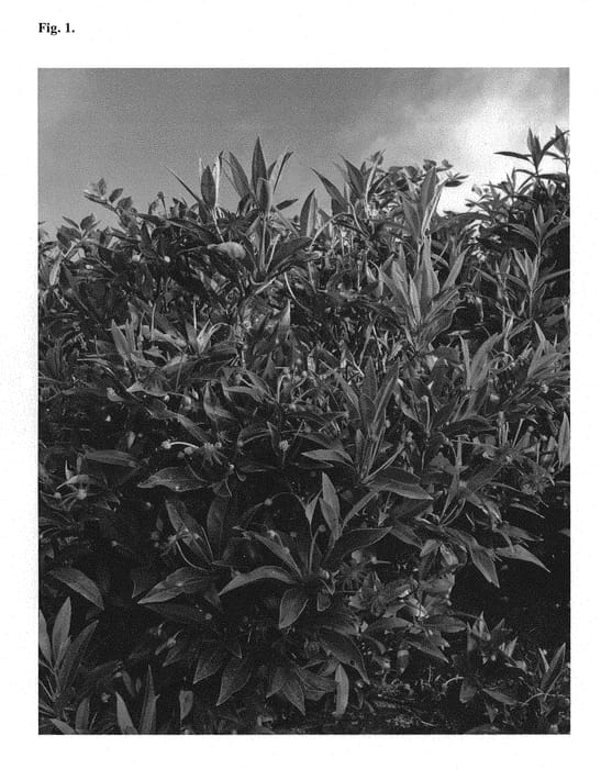 Figure 1 of US plant patent PP29939, the photograph of NCIH1 printed in the patent.