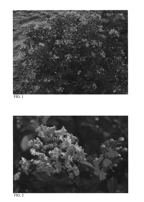 Figure 1 of US plant patent PP29940, the photograph of Cool Beans printed in the patent.