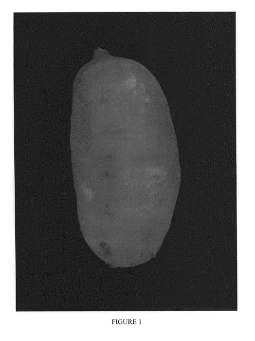 Figure 1 of US plant patent PP29941, the photograph of V12B.445 printed in the patent.