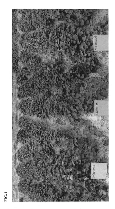 Figure 1 of US plant patent PP29942, the photograph of NC05-198 printed in the patent.