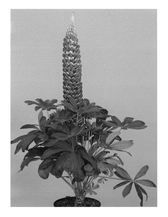 Figure 1 of US plant patent PP29943, the photograph of WCLBLSM printed in the patent.
