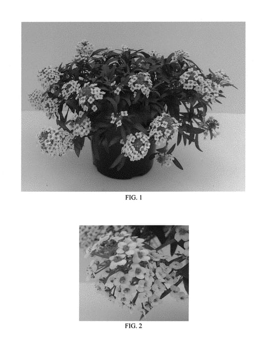 Figure 1 of US plant patent PP29944, the photograph of Balbeezite printed in the patent.