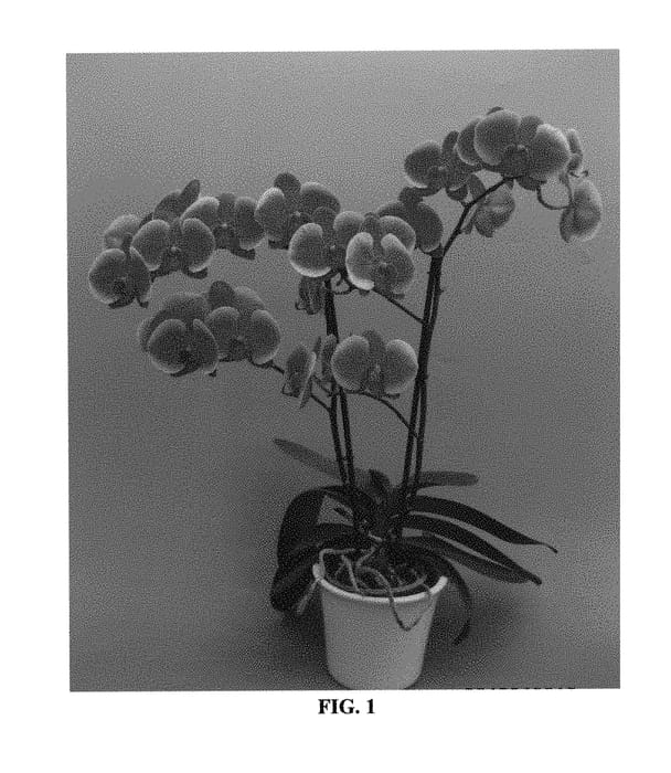Figure 1 of US plant patent PP29945, the photograph of PHALOSZIH printed in the patent.