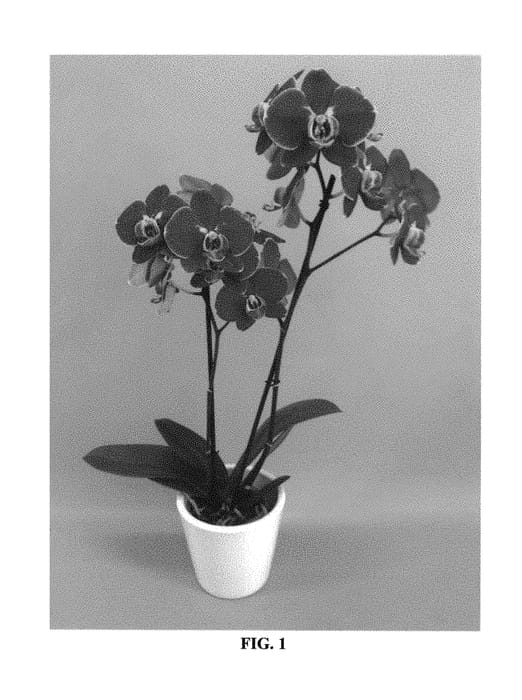 Figure 1 of US plant patent PP29946, the photograph of PHALFUCAL printed in the patent.