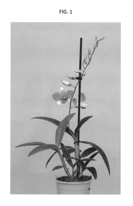 Figure 1 of US plant patent PP29947, the photograph of Suden1603 printed in the patent.