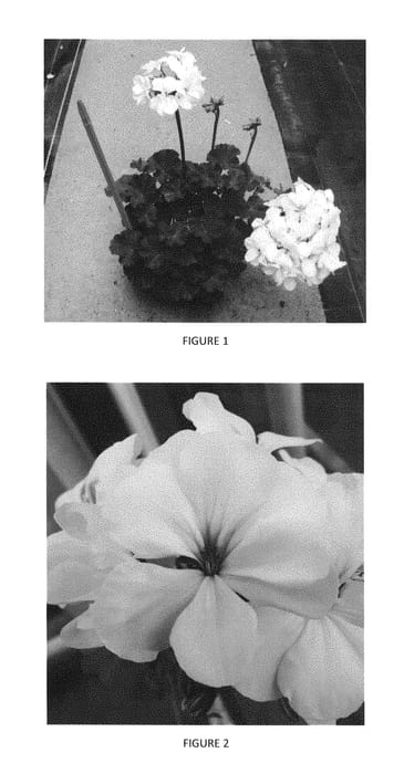 Figure 1 of US plant patent PP29948, the photograph of PEQZ0013 printed in the patent.