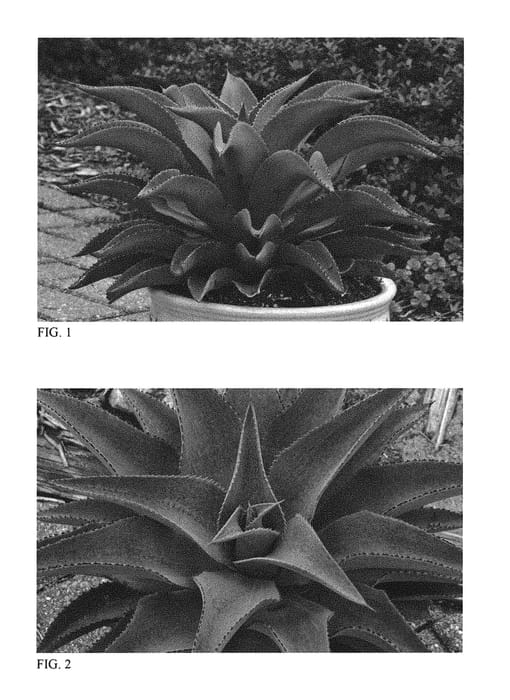 Figure 1 of US plant patent PP29949, the photograph of Purple People Eater printed in the patent.