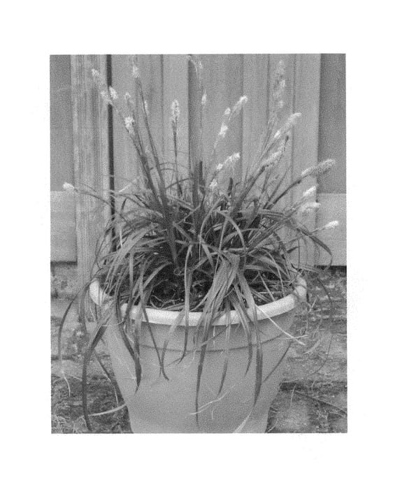 Figure 1 of US plant patent PP29950, the photograph of ET CRX02 printed in the patent.