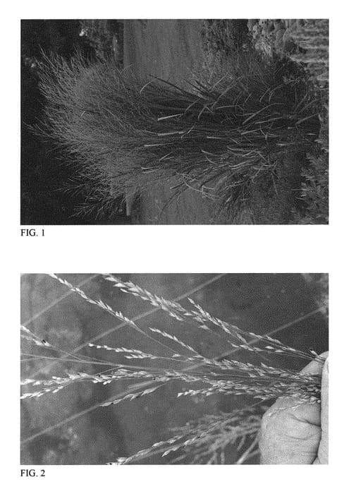 Figure 1 of US plant patent PP29951, the photograph of Panicum plant named Totem Pole printed in the patent.