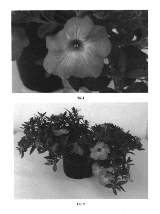 Figure 1 of US plant patent PP29952, the photograph of CBRZ0010 printed in the patent.