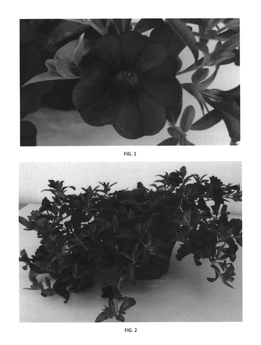 Figure 1 of US plant patent PP29953, the photograph of CBRZ0011 printed in the patent.