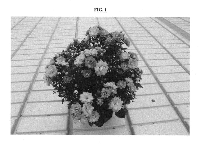 Figure 1 of US plant patent PP29954, the photograph of PKM06 printed in the patent.