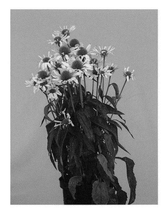 Figure 1 of US plant patent PP29955, the photograph of Whites331 printed in the patent.