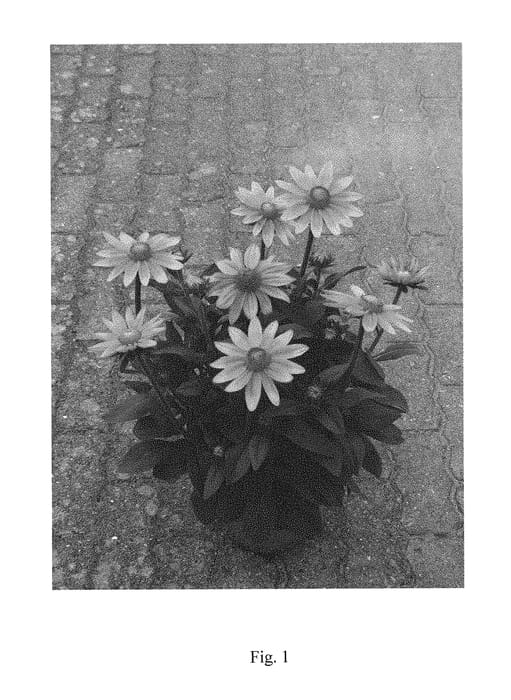 Figure 1 of US plant patent PP29956, the photograph of BullRudi 02 printed in the patent.