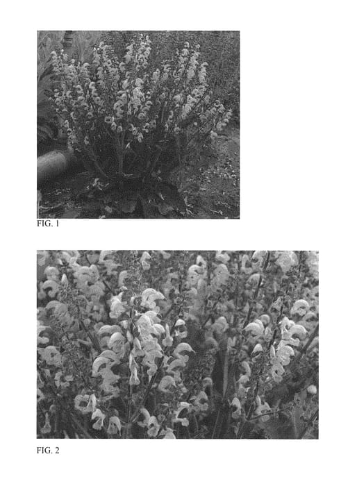 Figure 1 of US plant patent PP29957, the photograph of Ballerina Pink printed in the patent.