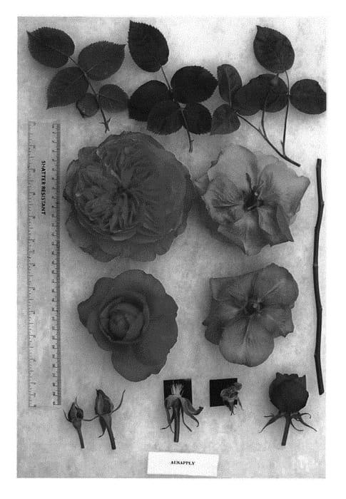 Figure 1 of US plant patent PP29958, the photograph of AUSapply printed in the patent.