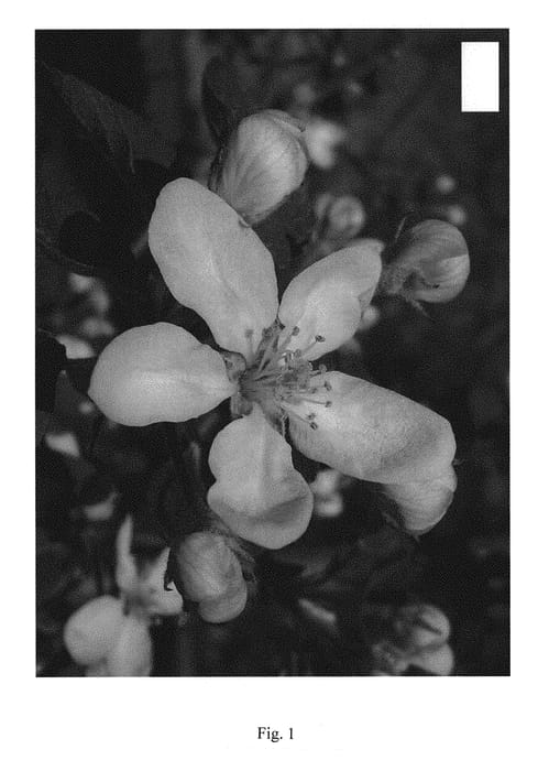 Figure 1 of US plant patent PP29959, the photograph of UEBI 406/1 printed in the patent.