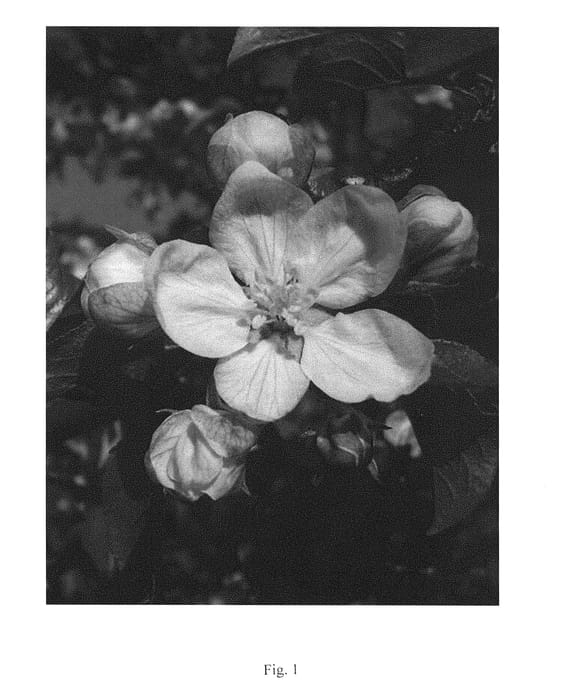 Figure 1 of US plant patent PP29960, the photograph of UEB 38026 printed in the patent.