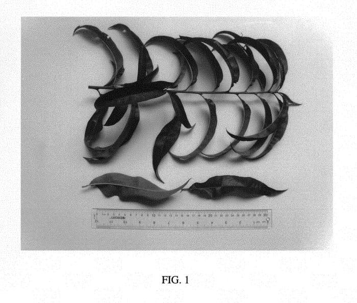Figure 1 of US plant patent PP29961, the photograph of NJ359 printed in the patent.