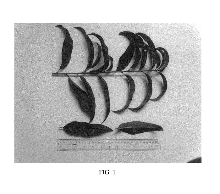 Figure 1 of US plant patent PP29962, the photograph of NJ358 printed in the patent.